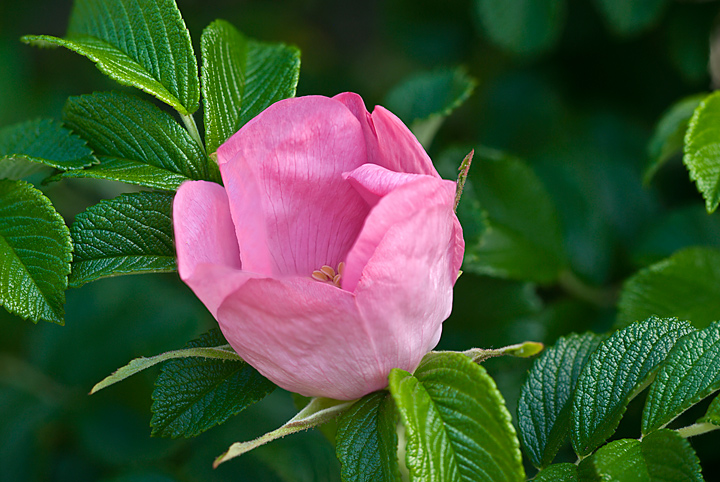 duluth rose garden bloom