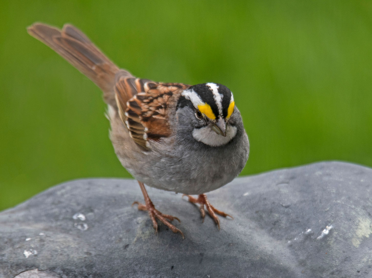 White throated. Sunny Sparrow. Sparrow desktop picture.